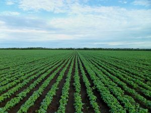 Read more about the article Biodiesel: Benefits and Disadvantages
