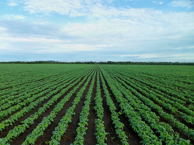 You are currently viewing Biodiesel: Benefits and Disadvantages