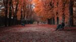 Fall Things To Do Around Chicago