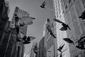 Read more about the article Chicago Buildings Are Sites of Mass Bird Murders