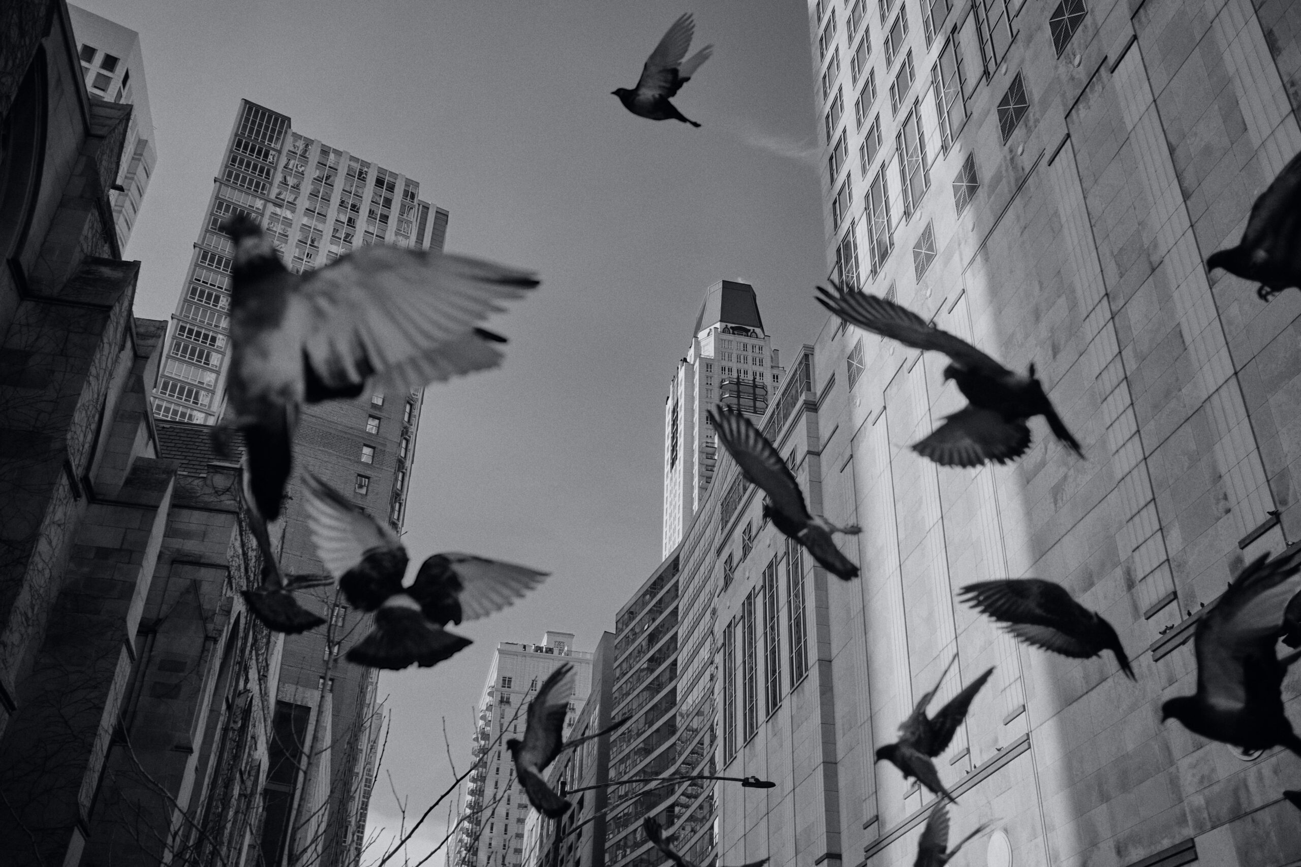 You are currently viewing Chicago Buildings Are Sites of Mass Bird Murders